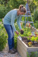 Woman planting Cosmos bipinnatus seedling in raised bed with vegetables.