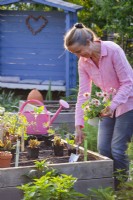 Woman planting Zinnia profusion in bed together with vegetables.