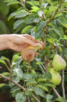 Monilinia fructicola - picking a pearl with brown rot of the tree.