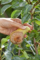 Monilinia fructicola - picking a pearl with brown rot of the tree.