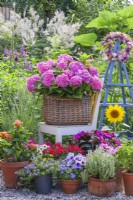 Pots with Hydrangea, Verbena, Lantana, Impatiens, Surfinia, sunflower and herbs displayed on gravel patio.