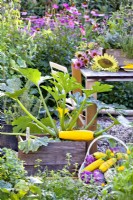 Courgette in a wooden box and trug of harvest.