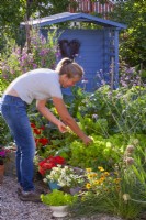 Woman picking lettuce from raised bed.