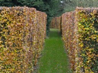 Fagus sylvatica - Beech hedge changing colour in Autunm November