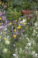 Ranunculus acris and Lychnis flos-cuculi on the RSPCA Garden designed by Martyn Wilson - RHS Chelsea Flower Show 2023