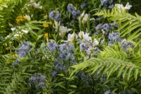 Amsonia tabernaemontana and Matteuccia struthiopteris on the Myeloma UK - A Life Worth Living Garden designed by Chris Beardshaw - RHS Chelsea Flower Show 2023