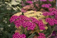 Achillea millefolium 'Summer Pastels' - yarrow - July 