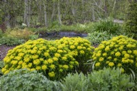 Euphorbia Polychroma in the Country Paradise Garden at Barnsdale Gardens, April