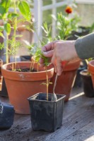 Woman transplanting cosmos seedling into a smaller plastic pot.