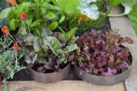 Salad vegetables in 'Wrapped up in Nature' - Beautiful Borders - BBC Gardener's World Live 2018