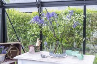 Bouquet of Camassia leichtlinii and Anthriscus sylvestris - Cow parsley in greenhouse