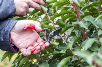 Woman cutting back Portuguese laurel with small red secateurs