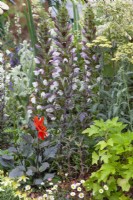 Acanthus flower in a border, June 