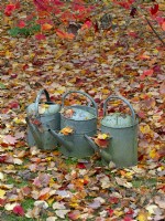 watering can and fallen leaves of Acer rubrum 'October glory' - Red maple 'October Glory'