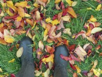 Fallen leaves of Parrotia persica on lawn and gardener in wellington boots, in November 