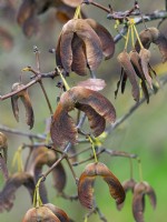 Acer griseum - Paperbark maple  seeds in Autumn November