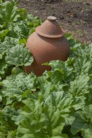 Rhubarb forcing jar at Barnsley House in June