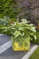 Yellow planter with hosta and hedera helix in 'A Breath of Fresh Air' garden at BBC Gardener's World Live 2018