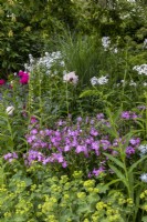Phlox glaberrima 'Bill Baker', Alchemilla mollis and Hesperis matronalis on the Myeloma UK - A Life Worth Living Garden - designer Chris Beardshaw - RHS Chelsea Flower Show 2023