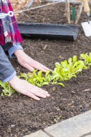 Woman firming in the soil around the mixed salad leaves