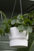 Pilea peperomioides in a hanging  basket - Geb  and  Green: Steam. Clean. Plant. Repeat - Houseplant Studios - RHS Chelsea Flower Show 2023