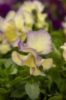 Viola 'Bridie' - Victorian Violas - RHS Chelsea Flower Show 2023