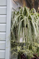 Chlorophytum comosum - spider plant - in a hanging  basked - Geb  and  Green: Steam. Clean. Plant. Repeat - Houseplant Studios - RHS Chelsea Flower Show 2023