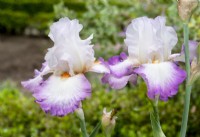 Iris x germanica Ravissant, spring May