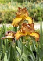 Iris x germanica Instant Smiles, summer June