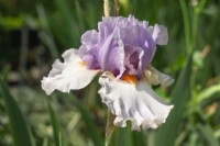 Iris x germanica Belgian Princess, spring May