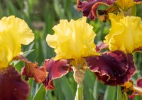 Iris x germanica Peking Summer, spring May