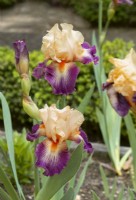 Iris x germanica Chevalier de Malte, spring May