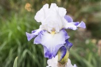 Iris x germanica Fabuleux, summer June