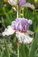 Iris x germanica Belgian Princess, spring May