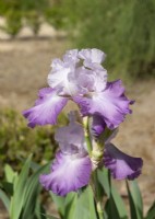 Iris x germanica Cumulus, summer June