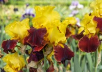Iris x germanica Andalou, spring May