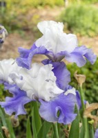 Iris x germanica Laura Buelow, spring May