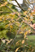 Sorbus eleonorae in November
