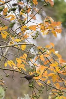 Female blackbird in Sorbus eleonorae in November