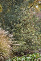 Ilex aquifolium 'Madame Briot' in November