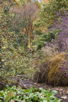 Path between borders featuring purple-berried Callicarpa giraldii, Ilex aquifolium 'Madame Briot' and miscanthus in November