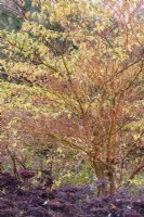 Cornus alternifolia 'Winter Orange' in November