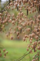 Fruits of Ostrya japonica, the Japanese hop hornbeam in November