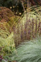 Berberis amongst ornamental grasses in November