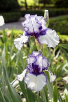 Iris x germanica Orinoco Flow, summer June