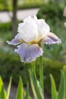 Iris x germanica Ciel Gris Sur Poilly, summer June