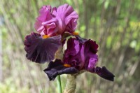 Iris x germanica Fiery Temper, spring May