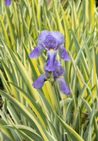 Iris pallida Variegata, spring May
