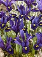 Iris reticulata Blue Hill, spring March
