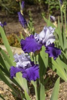 Iris x germanica Proud Tradition, summer June